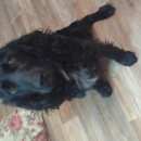 Подробнее об объявлении «Бердск Найдена собака кобель» Фото: найдена собака Русский охотничий спаниель «Бердск Найдена собака кобель» в г. Бердск