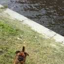 Подробнее об объявлении «Пропала собака Санкт-Петербург» Фото: пропала собака Брюссельский гриффон «Пропала собака Санкт-Петербург» в г. Санкт-Петербург