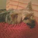 Подробнее об объявлении «Пропала собака Самара» Фото: пропала собака Йоркширский терьер «Пропала собака Самара» в г. Самара