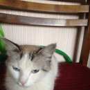 Подробнее об объявлении «Найдена кошка Москва» Фото: найдена кошка  «Найдена кошка Москва» в г. Москва