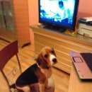 Подробнее об объявлении «Пропала собака кобель бигль. Балашиха» Фото: пропала собака Бигль «Пропала собака кобель бигль. Балашиха» в г. Балашиха