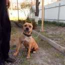 Подробнее об объявлении «Шахты Найдена собака питбуль» Фото: найдена собака  «Шахты Найдена собака питбуль» в г. Шахты