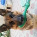 Подробнее об объявлении «Пропала собака кобель немецкая овчарка, белое, свобода Симферополь» Фото: пропала собака Немецкая овчарка «Пропала собака кобель немецкая овчарка, белое,...» в г. Симферополь