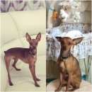 Подробнее об объявлении «Пропала собака кобель Нижний Новгород» Фото: пропала собака Той-терьер «Пропала собака кобель Нижний Новгород» в г. Нижний Новгород