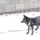 Подробнее об объявлении «Челябинск Пропало домашнее животное черный домашний лис» Фото: пропало другое животное  «Челябинск Пропало домашнее животное черный...» в г. Челябинск