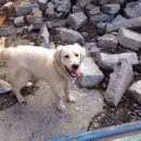 Подробнее об объявлении «Пропала собака кобель помогите в поиске любимого друга Санкт-Петербург» Фото: пропала собака Голден ретривер «Пропала собака кобель помогите в поиске...» в г. Санкт-Петербург