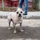 Подробнее об объявлении «Найдена собака кобель голой хохлатой Химки» Фото: найдена собака Китайская хохлатая собака «Найдена собака кобель голой хохлатой Химки» в г. Химки