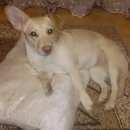 Подробнее об объявлении «Пропала собака рыжая любимица Нижний Новгород» Фото: пропала собака  «Пропала собака рыжая любимица Нижний Новгород» в г. Нижний Новгород