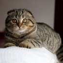 Подробнее об объявлении «Химки Пропал кот» Фото: пропала кошка Шотландская вислоухая «Химки Пропал кот» в г. Химки