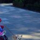 Подробнее об объявлении «Пропала собака кобель. порода чихуахуа  Анапа» Фото: пропала собака  «Пропала собака кобель. порода чихуахуа  Анапа» в г. Анапа