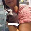 Подробнее об объявлении «Химки Найден кот» Фото: найдена кошка Сфинкс «Химки Найден кот» в г. Химки