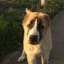 Подробнее об объявлении «Пропала собака среднеазиатская овчарка Магнитогорск» Фото: пропала собака Среднеазиатская овчарка «Пропала собака среднеазиатская овчарка...» в г. Магнитогорск