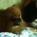 Подробнее об объявлении «Пропала собака Электросталь» Фото: пропала собака Немецкий шпиц «Пропала собака Электросталь» в г. Электросталь