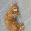 Подробнее об объявлении «Пропал кот Щербинка» Фото: пропала кошка Сибирская «Пропал кот Щербинка» в г. Щербинка