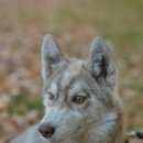 Подробнее об объявлении «Пропала собака Ульяновск» Фото: пропала собака Сибирская хаски «Пропала собака Ульяновск» в г. Ульяновск