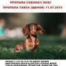 Подробнее об объявлении «Москва Пропала собака кобель (такса) 9 северный микрорайон» Фото: пропала собака Такса «Москва Пропала собака кобель (такса) 9 северный...» в г. Москва