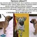 Подробнее об объявлении «Пропала собака кобель Малоярославец» Фото: пропала собака  «Пропала собака кобель Малоярославец» в г. Малоярославец