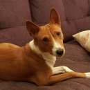 Подробнее об объявлении «Пропала собака кобель породы басенджи Звенигород» Фото: пропала собака Басенджи «Пропала собака кобель породы басенджи Звенигород» в г. Звенигород
