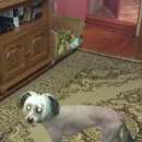 Подробнее об объявлении «Пропала собака кобель Тверь» Фото: пропала собака Китайская хохлатая собака «Пропала собака кобель Тверь» в г. Тверь