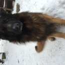 Подробнее об объявлении «Пропала собака кобель Королев» Фото: пропала собака Немецкая овчарка «Пропала собака кобель Королев» в г. Королев