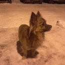 Подробнее об объявлении «Найдена собака кобель Новокузнецк» Фото: найдена собака  «Найдена собака кобель Новокузнецк» в г. Новокузнецк