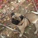 Подробнее об объявлении «Пропала собака кобель пропажа Симферополь» Фото: пропала собака Мопс «Пропала собака кобель пропажа Симферополь» в г. Симферополь