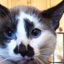 Подробнее об объявлении «Одинцово Найден кот молодой голубоглазый котик.» Фото: найдена кошка  «Одинцово Найден кот молодой голубоглазый котик.» в г. Одинцово