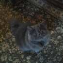 Подробнее об объявлении «Лобня Пропал кот персидский кот» Фото: пропала кошка Персидская «Лобня Пропал кот персидский кот» в г. Лобня