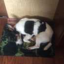 Подробнее об объявлении «Найдена собака кобель Электросталь» Фото: найдена собака  «Найдена собака кобель Электросталь» в г. Электросталь