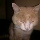 Подробнее об объявлении «Ивантеевка (Московская обл.) Пропал кот рыжий кот» Фото: пропала кошка  «Ивантеевка (Московская обл.) Пропал кот рыжий кот» в г. Ивантеевка (Московская обл.)