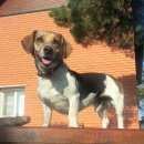 Подробнее об объявлении «Пропала собака кобель Звенигород» Фото: пропала собака Джек рассел терьер «Пропала собака кобель Звенигород» в г. Звенигород