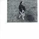 Подробнее об объявлении «Электроугли Пропала собака кобель» Фото: пропала собака  «Электроугли Пропала собака кобель» в г. Электроугли