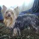 Подробнее об объявлении «Пропала собака кобель Пермь» Фото: пропала собака Йоркширский терьер «Пропала собака кобель Пермь» в г. Пермь