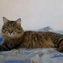 Подробнее об объявлении «Одинцово Найден кот» Фото: найдена кошка Сибирская «Одинцово Найден кот» в г. Одинцово