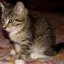 Подробнее об объявлении «Найден кот Омск» Фото: найдена кошка  «Найден кот Омск» в г. Омск