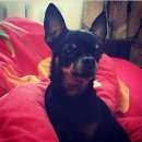 Подробнее об объявлении «Пропала собака кобель Санкт-Петербург» Фото: пропала собака Русский той-терьер «Пропала собака кобель Санкт-Петербург» в г. Санкт-Петербург