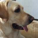 Подробнее об объявлении «Подольск Пропала собака кобель» Фото: пропала собака Лабрадор ретривер «Подольск Пропала собака кобель» в г. Подольск