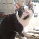 Подробнее об объявлении «Пропала кошка Реутов» Фото: пропала кошка  «Пропала кошка Реутов» в г. Реутов