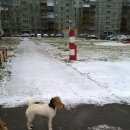 Подробнее об объявлении «Нижний Новгород Найдена собака» Фото: найдена собака Фокстерьер «Нижний Новгород Найдена собака» в г. Нижний Новгород