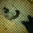 Подробнее об объявлении «Найден кот, очень похож на сиамского Дмитров» Фото: найдена кошка Сиамская «Найден кот, очень похож на сиамского Дмитров» в г. Дмитров