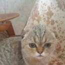 Подробнее об объявлении «Найдена кошка взможно зовут ириска Москва» Фото: найдена кошка  «Найдена кошка взможно зовут ириска Москва» в г. Москва