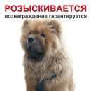 Подробнее об объявлении «Пропала собака Владимир» Фото: пропала собака Чау-чау «Пропала собака Владимир» в г. Владимир