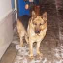 Подробнее об объявлении «Найдена собака кобель Энгельс» Фото: найдена собака Немецкая овчарка «Найдена собака кобель Энгельс» в г. Энгельс