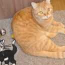 Подробнее об объявлении «Пропала кошка Мытищи» Фото: пропала кошка  «Пропала кошка Мытищи» в г. Мытищи