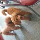 Подробнее об объявлении «Пропала собака кобель Ханты-Мансийск» Фото: пропала собака Пудель «Пропала собака кобель Ханты-Мансийск» в г. Ханты-Мансийск