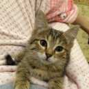Подробнее об объявлении «Найдена кошка маленький котенок ищет дом Лесной Городок» Фото: найдена кошка  «Найдена кошка маленький котенок ищет дом Лесной...» в г. Лесной Городок