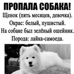 Подробнее об объявлении «Челябинск Пропала собака самоед» Фото: пропала собака Самоедская лайка «Челябинск Пропала собака самоед» в г. Челябинск