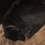 Подробнее об объявлении «Найдена собака кобель лабродор район гидрострой Краснодар» Фото: найдена собака Лабрадор ретривер «Найдена собака кобель лабродор район гидрострой...» в г. Краснодар