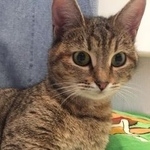 Подробнее об объявлении «Москва Найдена кошка район марфино ул. малая ботаническая 18» Фото: найдена кошка  «Москва Найдена кошка район марфино ул. малая...» в г. Москва