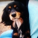 Подробнее об объявлении «Пропала собака кобель Хабаровск» Фото: пропала собака Русский охотничий спаниель «Пропала собака кобель Хабаровск» в г. Хабаровск